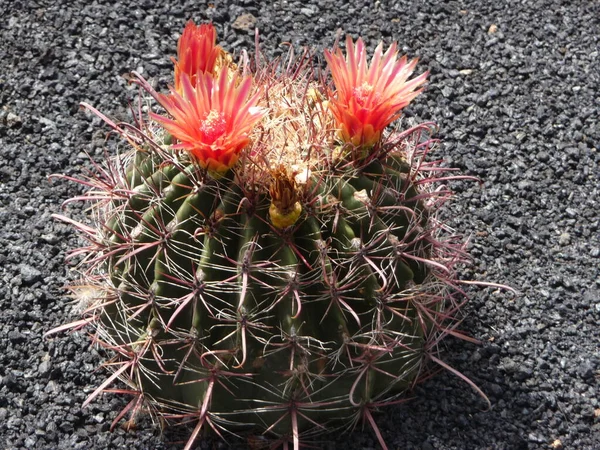 Piante Cactus Alle Isole Canarie — Foto Stock