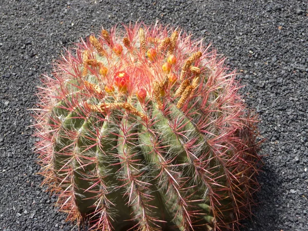 Kaktusznövények Kanári Szigeteken — Stock Fotó