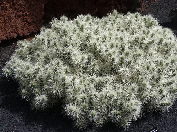 Piante Cactus Alle Isole Canarie — Foto Stock