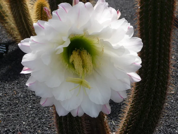 Kaktusznövények Kanári Szigeteken — Stock Fotó