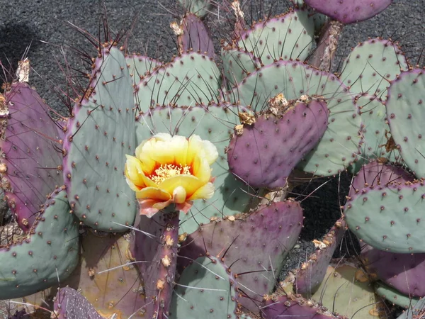 Piante Cactus Alle Isole Canarie — Foto Stock