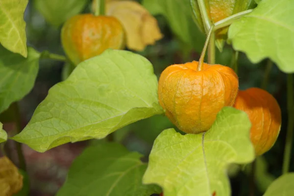 Fruta Naranja Physalis Peruviana —  Fotos de Stock