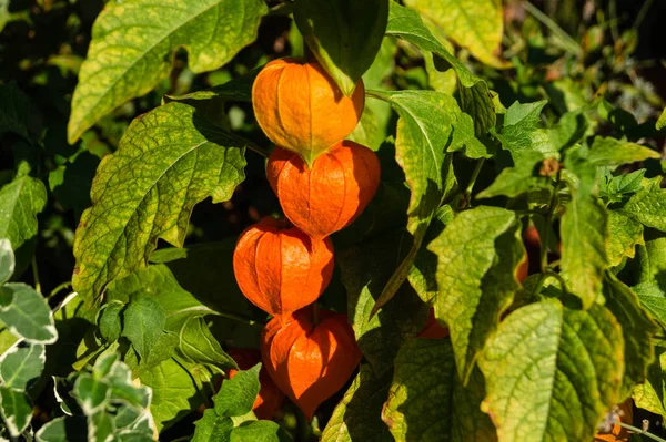 Πορτοκάλια Physalis Peruviana — Φωτογραφία Αρχείου