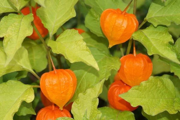 Die Orangefarbene Frucht Physalis Peruviana — Stockfoto