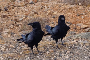 Fuerteventura 'da Kuzgun veya Karga - Corvus Corax
