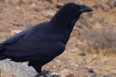 Fuerteventura 'da Kuzgun veya Karga - Corvus Corax