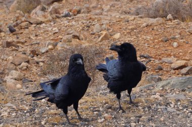 Fuerteventura 'da Kuzgun veya Karga - Corvus Corax