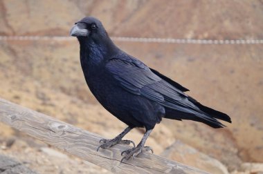 Fuerteventura 'da Kuzgun veya Karga - Corvus Corax