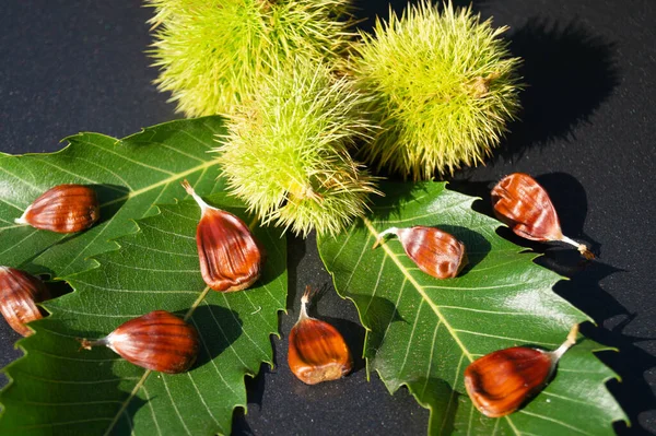 Frutti Della Castagna Spinosa Sono Maturi Autunno — Foto Stock