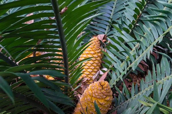Palm Fern Cycad Encephalartos Kisambo — Fotografia de Stock