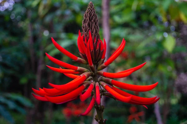 Coral Korallenbaum Erythrina Speciosa — Fotografia de Stock