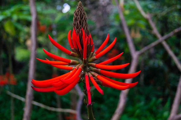 Korálový Strom Korallenbaum Erythrina Speciosa — Stock fotografie