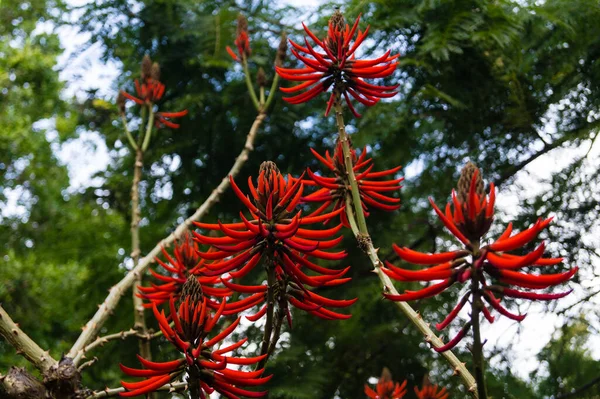 Coral Tree Korallenbaum Erythrina Speciosa — Stock Photo, Image