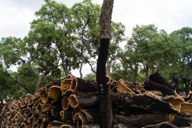Bir yığın Portekiz kork meşesi kabuğu