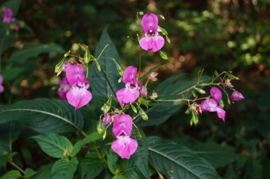 Pembe yaban çiçeği lamiumu.
