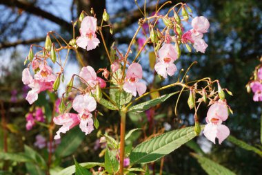 Pembe yaban çiçeği lamiumu.