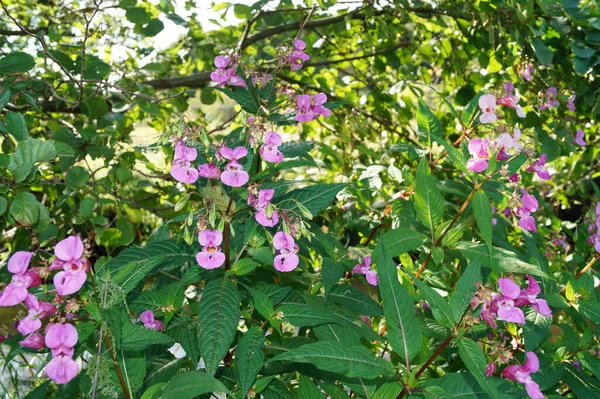 Ροζ Λάμιο Wildflower — Φωτογραφία Αρχείου