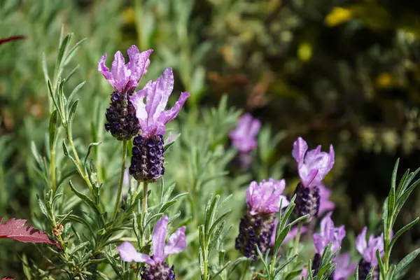 Alternative Medicine Fresh Lavender — Stock Photo, Image