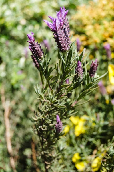 Medicina Alternativa Com Lavanda Fresca — Fotografia de Stock