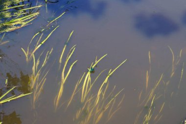 Çiçekteki yusufçuk