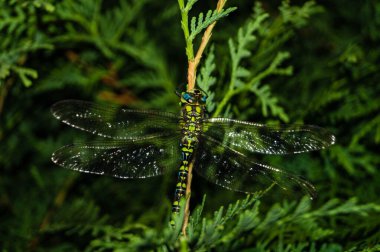 Çiçekteki yusufçuk