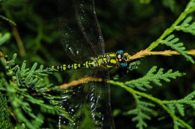 Çiçekteki yusufçuk
