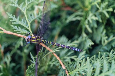 Çiçekteki yusufçuk