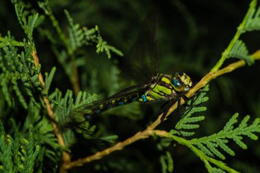 Çiçekteki yusufçuk