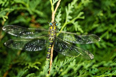 Çiçekteki yusufçuk