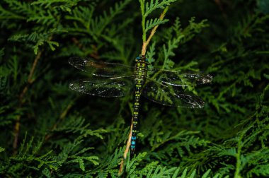 Çiçekteki yusufçuk