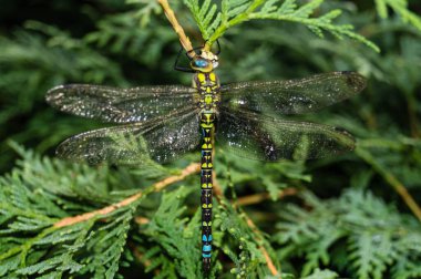 Çiçekteki yusufçuk