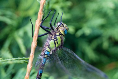 Çiçekteki yusufçuk