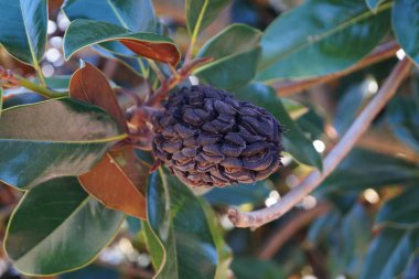 Güney Magnolia - Magnolia ihtişamı