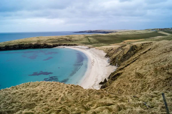 Foche Spiaggia Alle Isole Shetland — Foto Stock