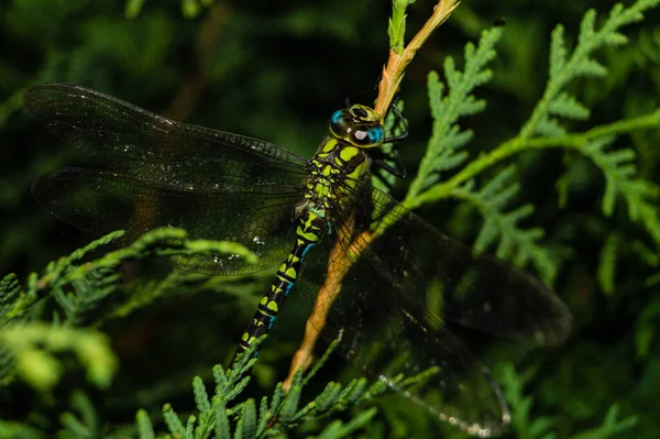 Çiçekteki yusufçuk