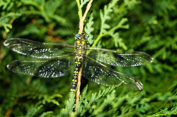 Çiçekteki yusufçuk