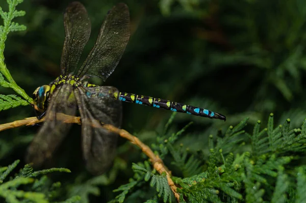 Çiçekteki yusufçuk