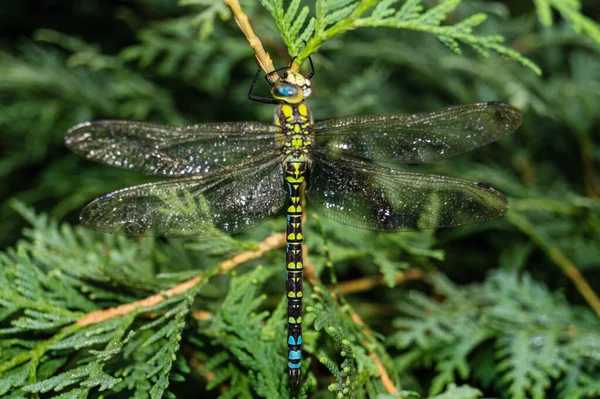 Çiçekteki yusufçuk