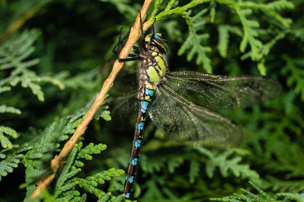 Libelle Auf Einer Blume — Stockfoto