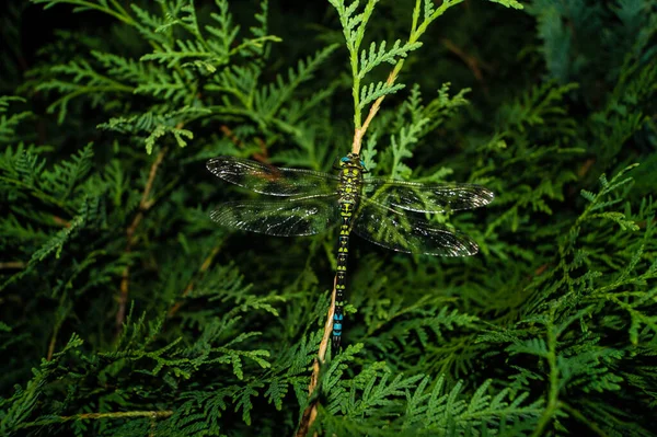 Libellule Sur Une Fleur — Photo