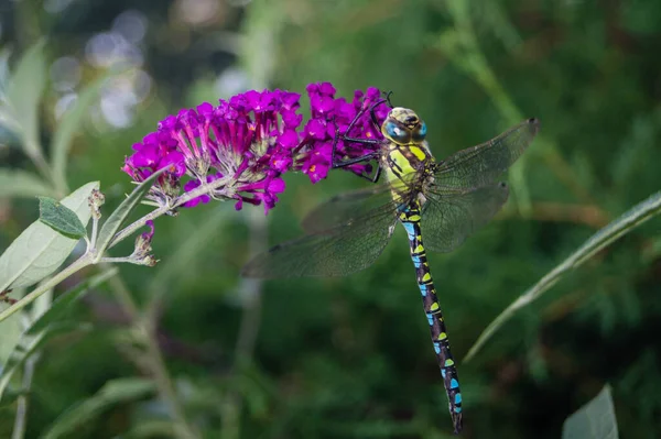 Dragonfly on a flower