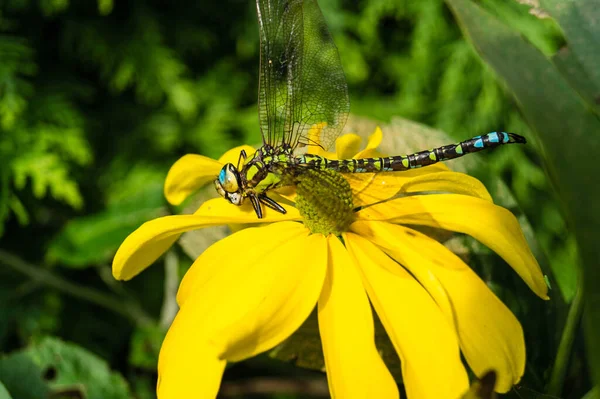 Dragonfly on a flower