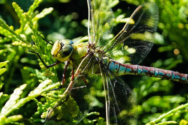 Libelle Auf Einer Blume — Stockfoto