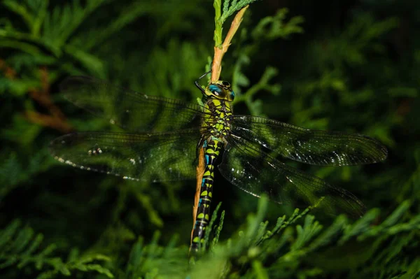 Libellule Sur Une Fleur — Photo