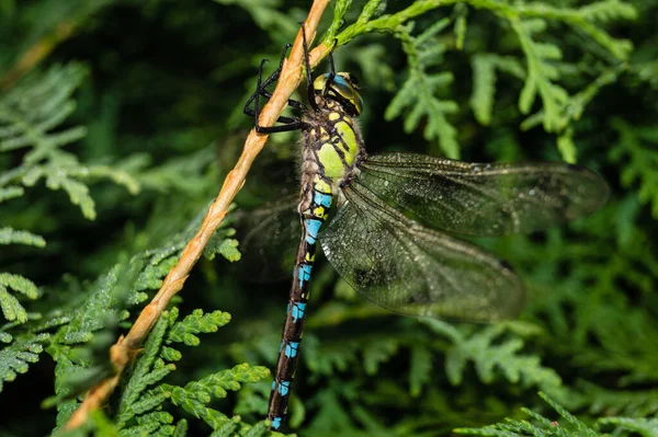 Libellula Fiore — Foto Stock