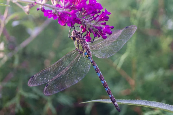 Libélula Una Flor — Foto de Stock