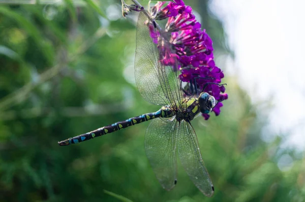 Libelle Auf Einer Blume — Stockfoto