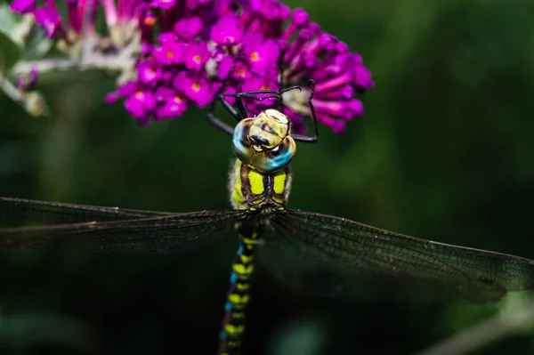 Libelle Auf Einer Blume — Stockfoto