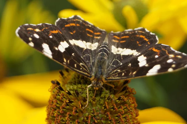 Limentis Camilla Sur Une Fleur — Photo