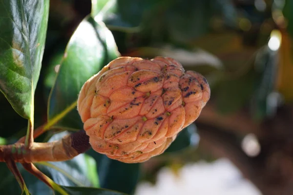 Magnolia Sul Magnolia Grandiflora — Fotografia de Stock